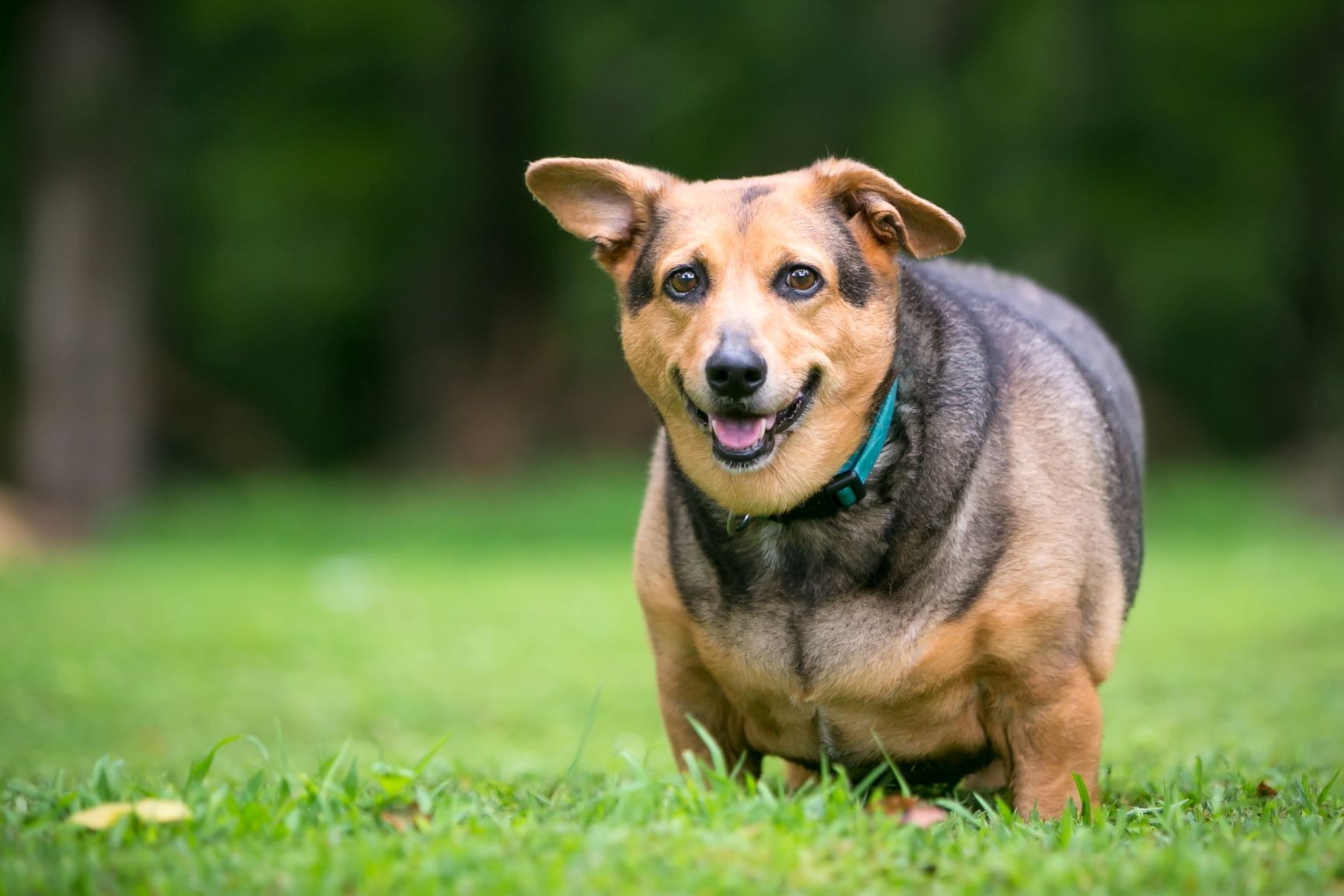Er hund overvægtig? Årsager & konsekvenser magasin