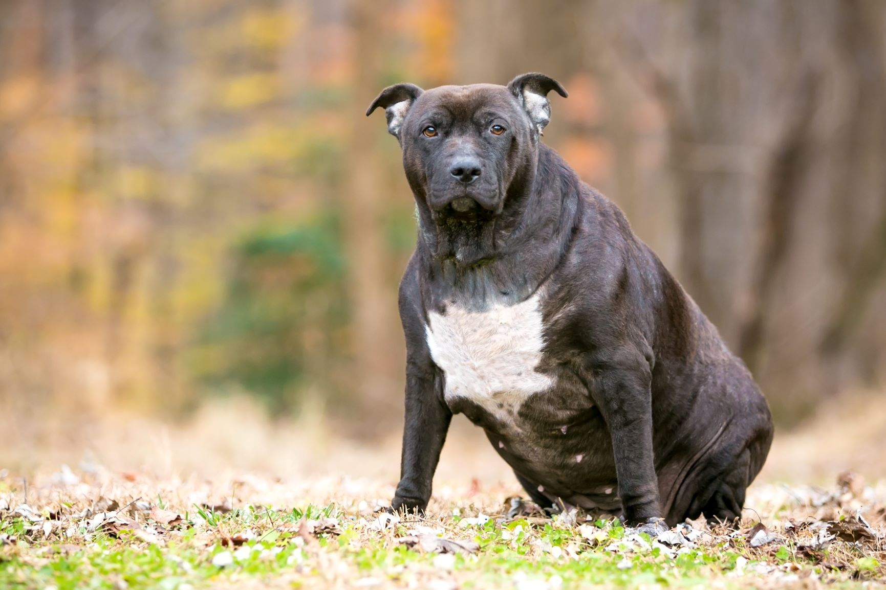 Persona Mona Lisa politiker Min hund er for tyk: vægttab på en sund måde | zooplus magasin