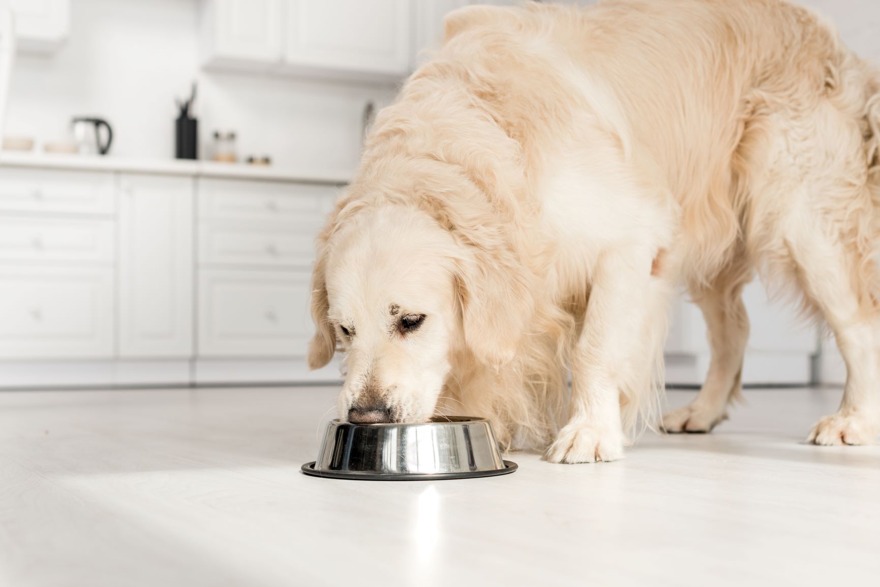 Overvægtig golden retriever spiser