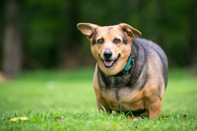 Lavbenet, overvægtig hund