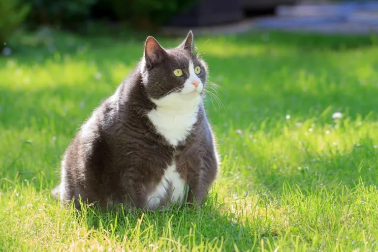 Overvægtig kat Overvægtig kat