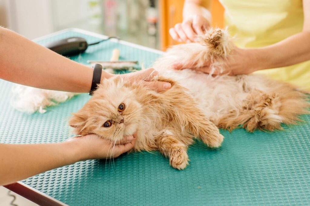 Pelspleje hos katte - sådan hjælper du din kat