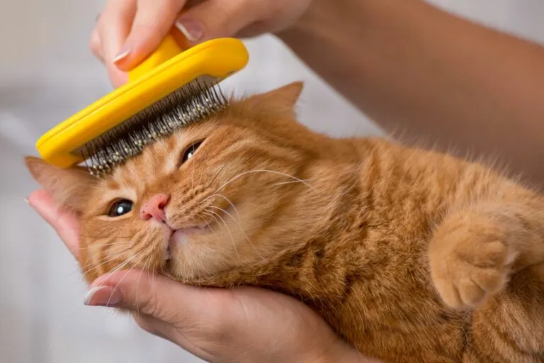 Pelspleje hos korthåret kat Kat bliver børstet