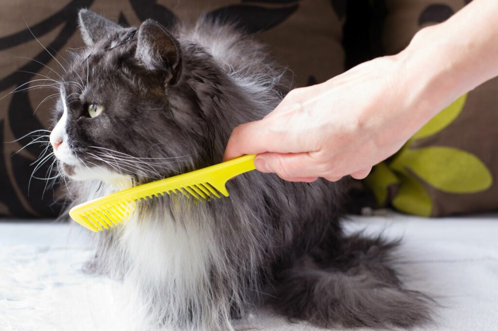 Pelspleje hos kat med lang pels Pleje af lang pels