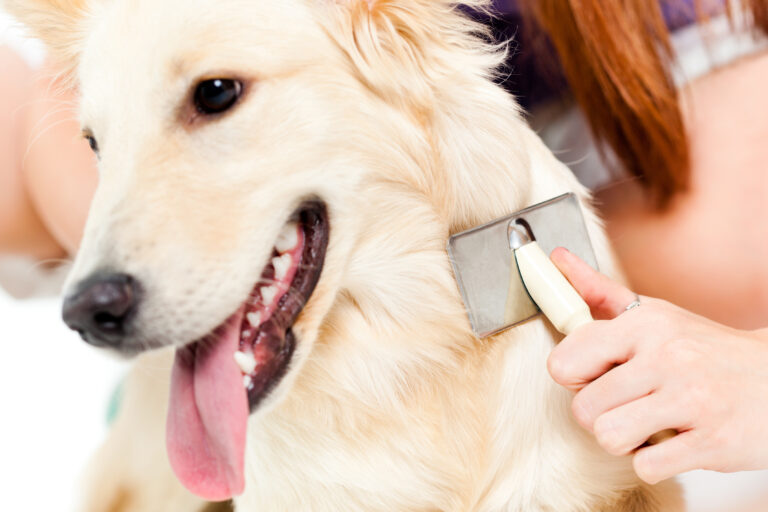 Langhåret hund nyder pelsplejen