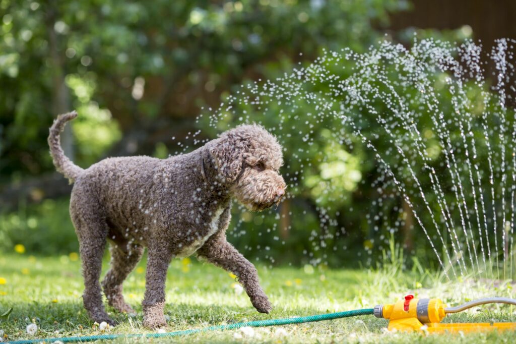 Afkøling af hunde: 10 til varme sommerdage | zooplus Magasin
