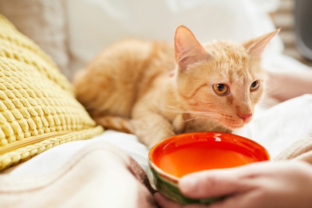 Omsorg Intim Motley Dehydrering hos katte: drikker min kat nok væske? | zooplus magasin