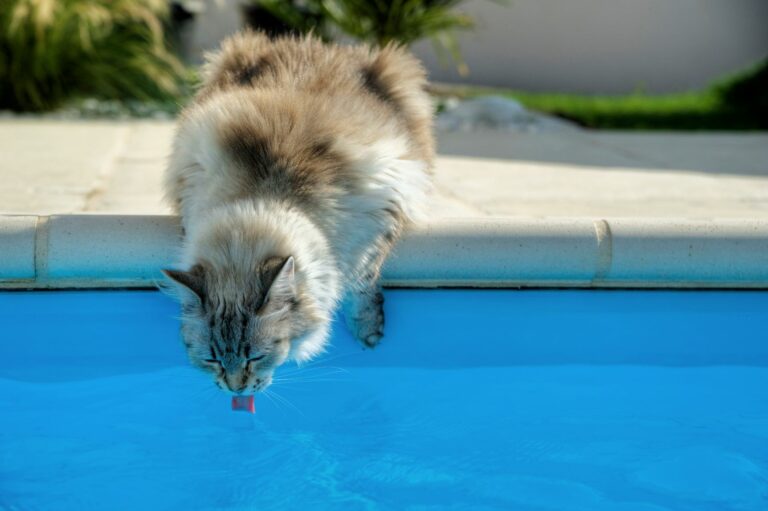 hos drikker min kat nok væske? | zooplus