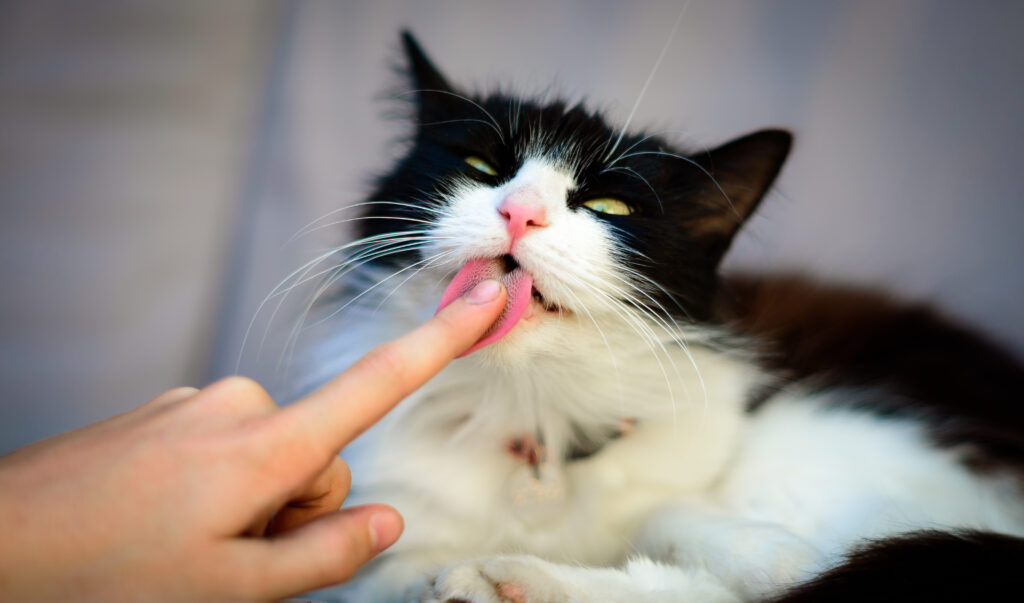 Hvorfor slikker min mig? | Kattetræning zooplus Magasin