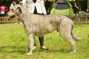 Irsk Ulvehund