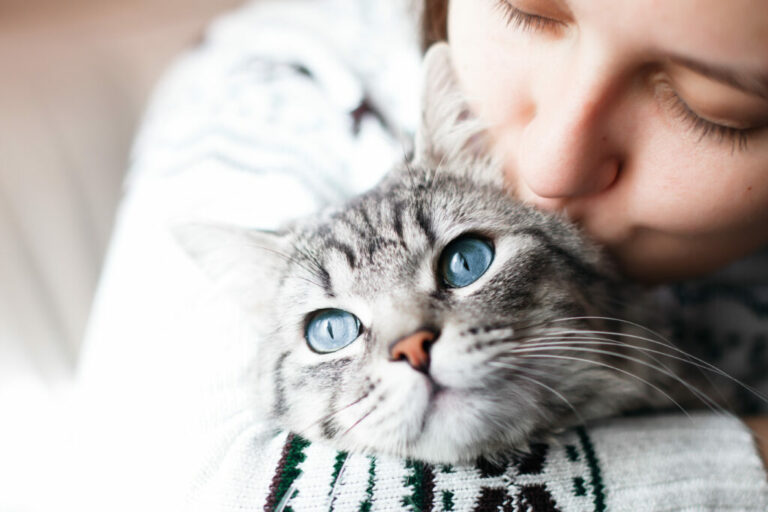 Øjenbetændelse hos katte Kat med smukke og sunde øjne