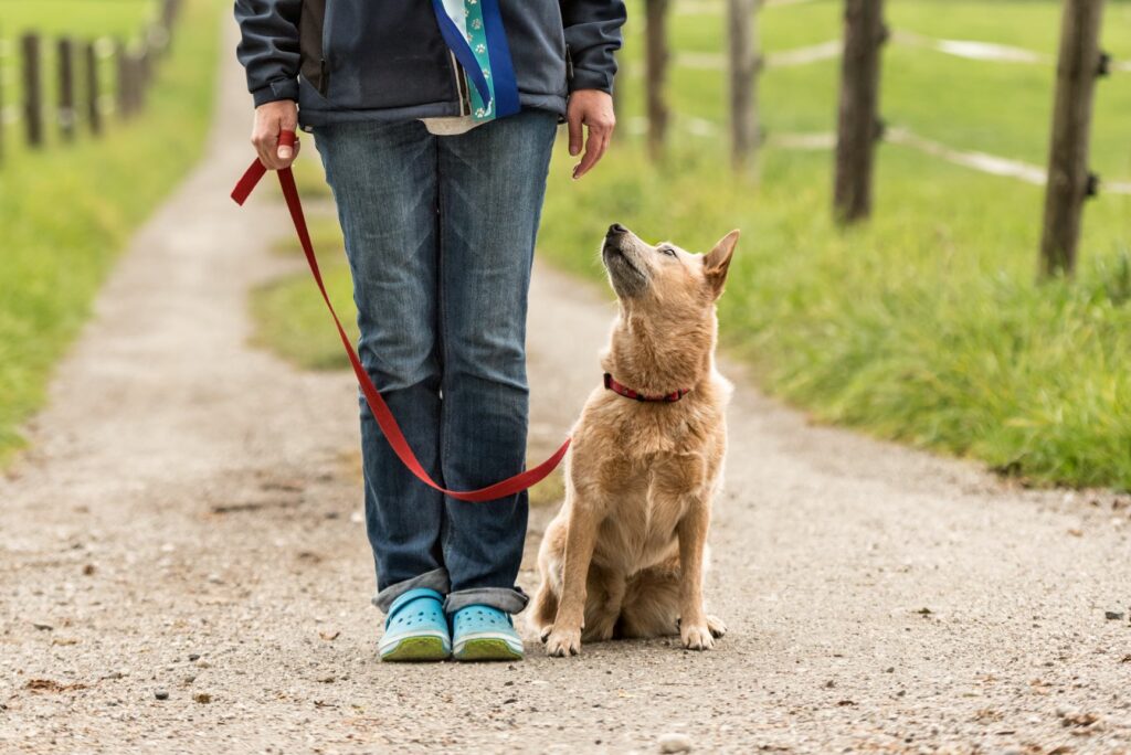 Lær din voksne hund at gå i snor | zooplus magasin