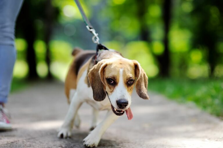 Regulering generelt Diskriminering af køn Hundetræning - Opdrag din hund eller hvalp rigtigt | zooplus magasinet