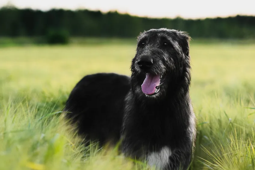 lykkelig sort Irsk Ulvehund