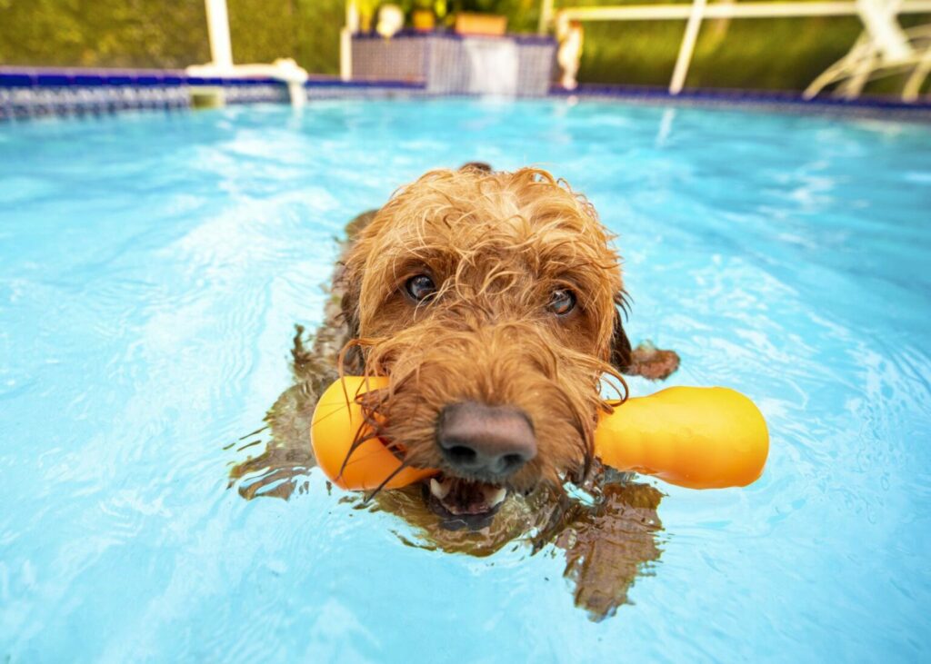 goldendoogle i poolen med legetøj goldendoogle i poolen med legetøj