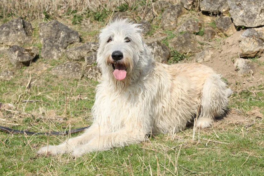 hvid irsk ulvehund