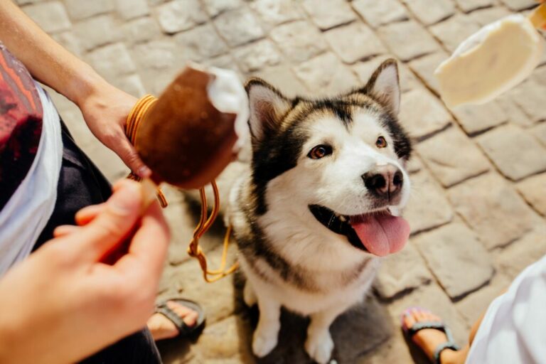 Hjememlavet is til hunde