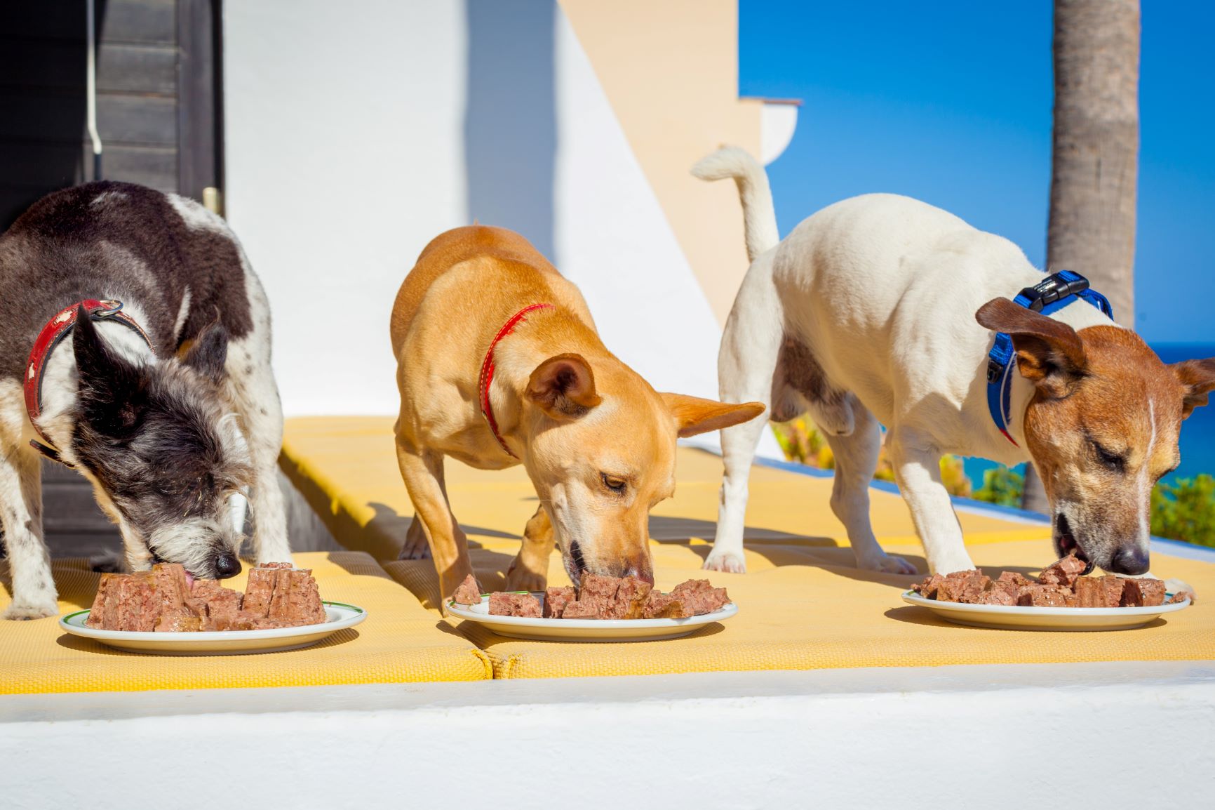 Hjemmelavet hundeis: 7 nemme opskrifter magasin