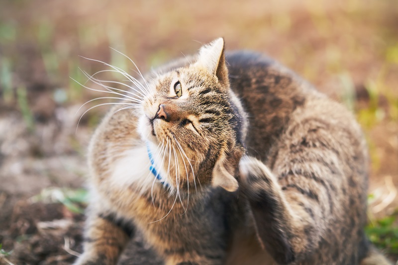 Brandy for meget Håbefuld Ørebetændelse hos katte (Otitis externa) | Zooplus Magazin