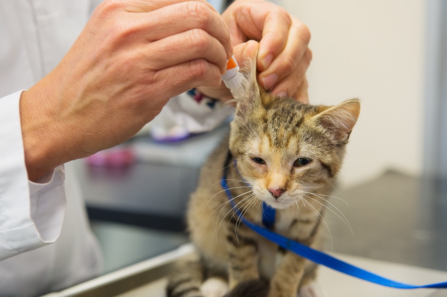 Ørebetændelse katte (Otitis externa) | Magazin