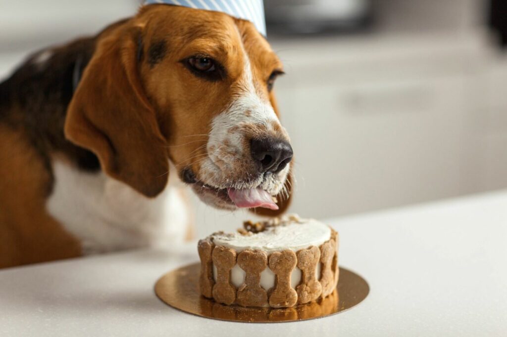Hundekager dk Hundekager