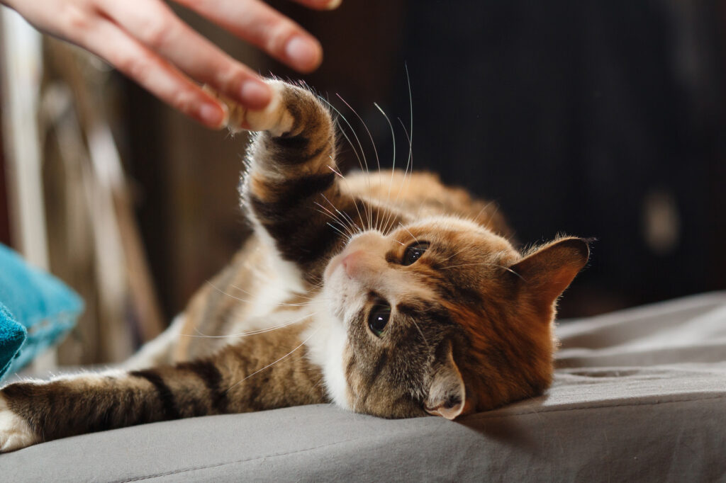 Kattetricks: Giv pote Kat giver pote