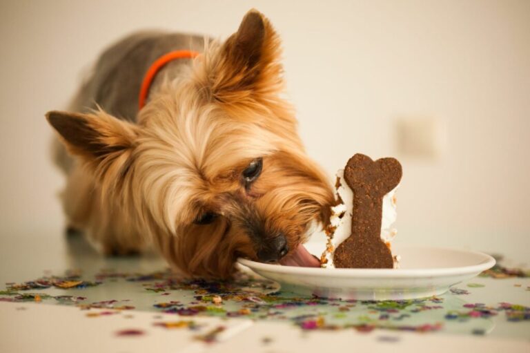 Hund spiser lækker kage