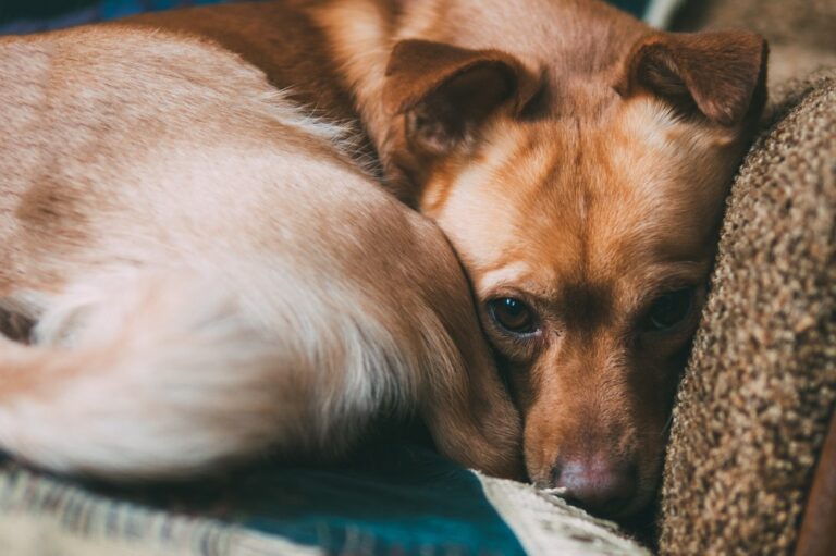 home cute brown dog is lying on the sofa curled up. expressive eyes. waiting for the hostess and sad Depression hos hunde