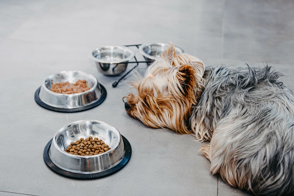 Yorkshire Terrier dog is sick and refuses to eat. No appetite, s Depression hos hunde