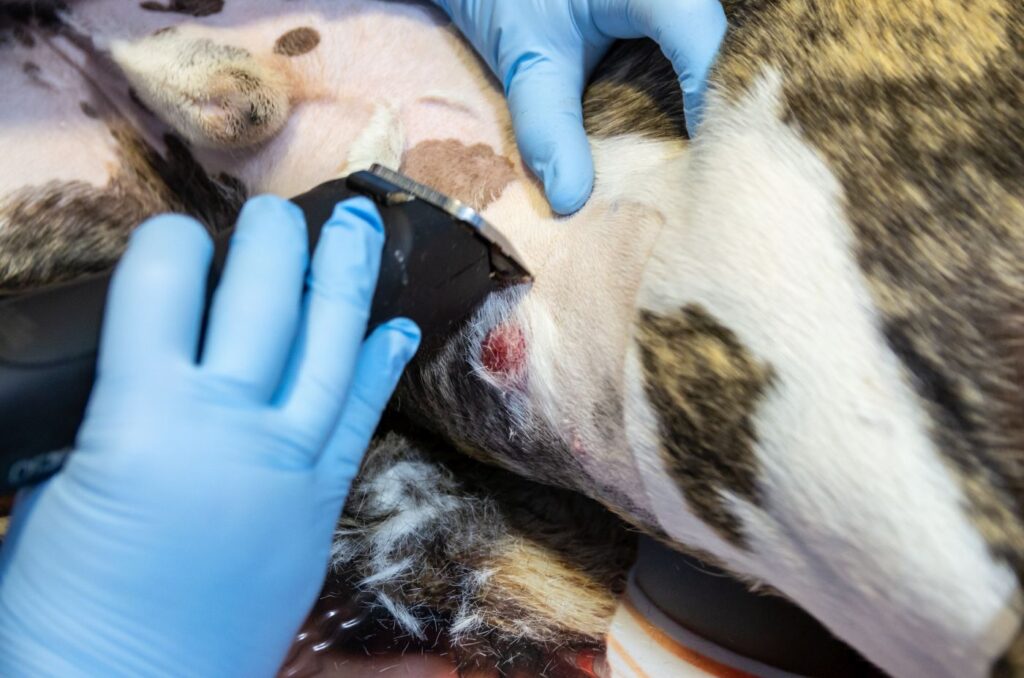 Hund med tumor