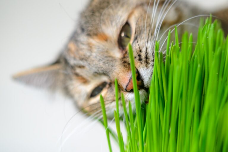 Kat spiser grønt kattegræs