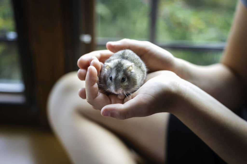 Et lille sødt hamster i hånden