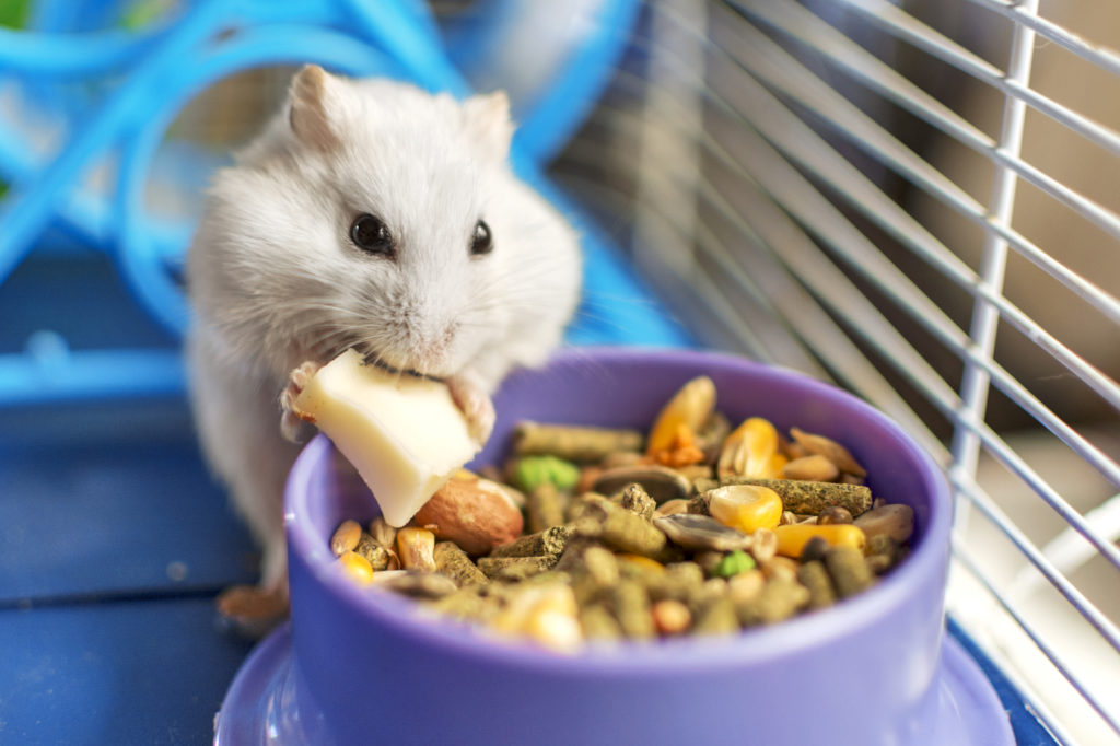 Sødt hamster spiser