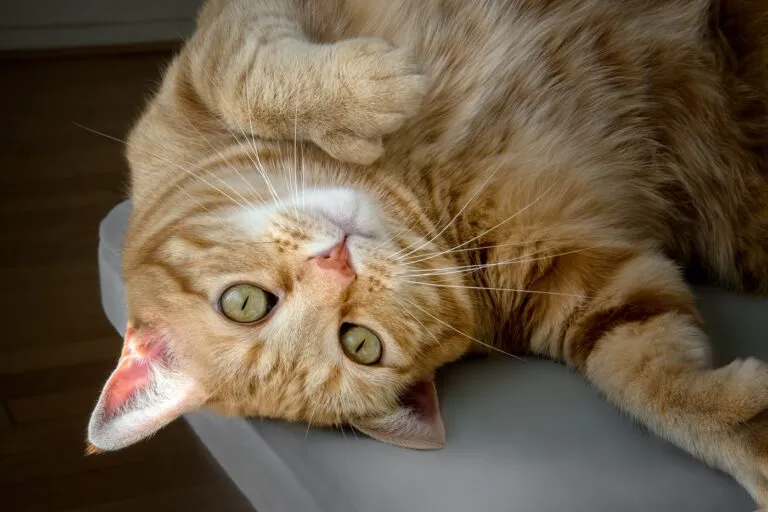 Polydaktyl kat med flere tæer Kat med polydaktyli