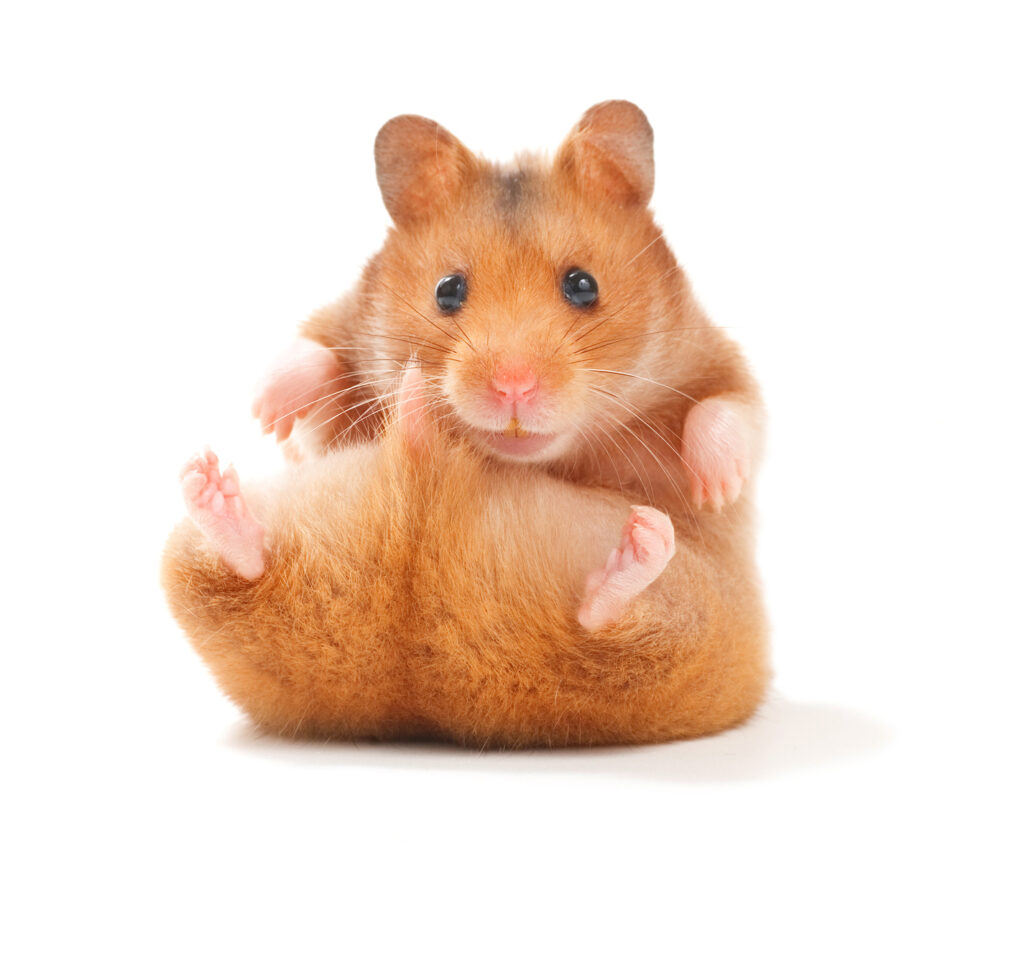 sød-hamster-dk