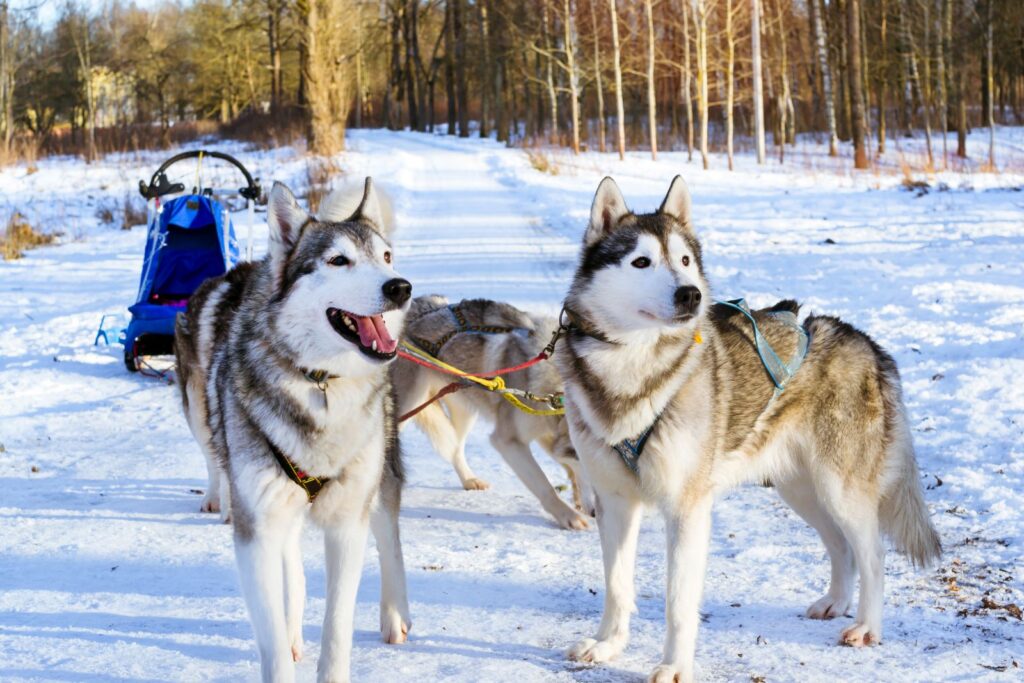 Sledehunder Siberian Husky To huskyer foran en hundeslæde