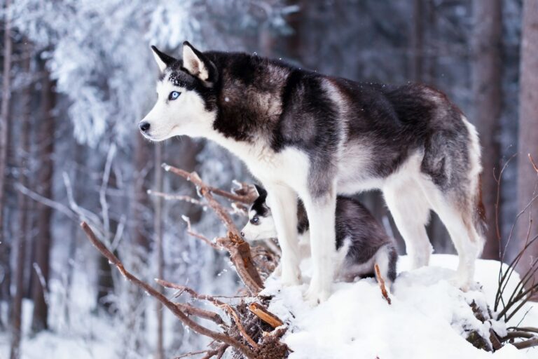 Sibiran husky og hvalp i sneen