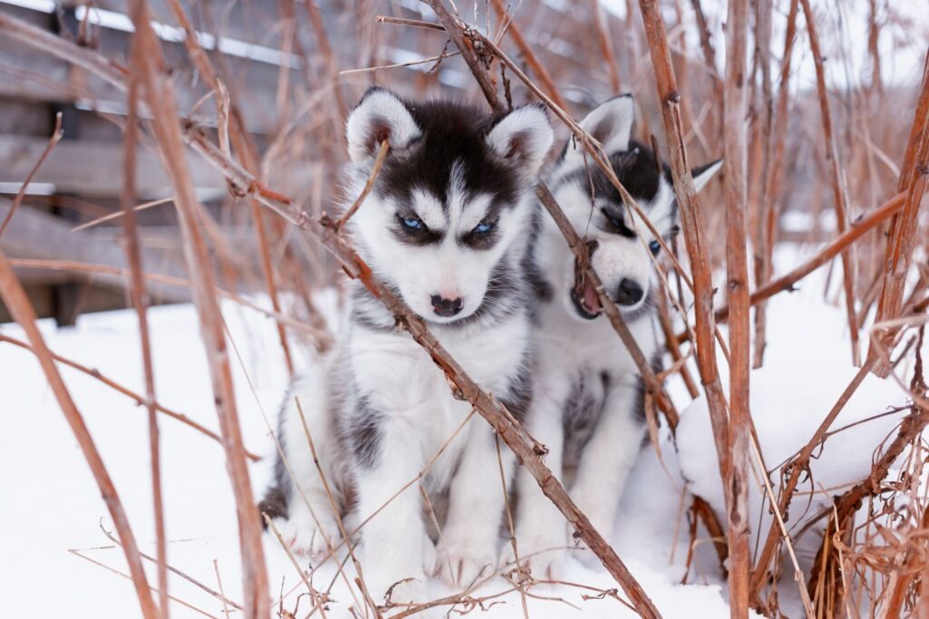 siberian husky hvalpe To sibirian husky hvalpe i sneen