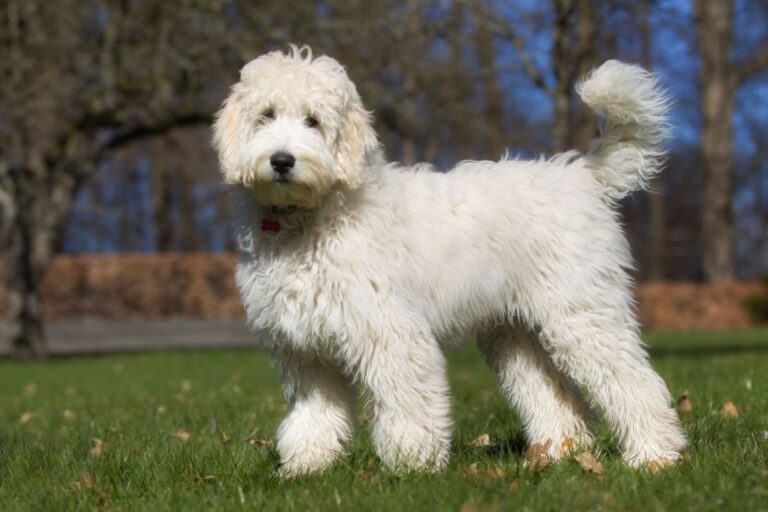 Hvid labradoodle