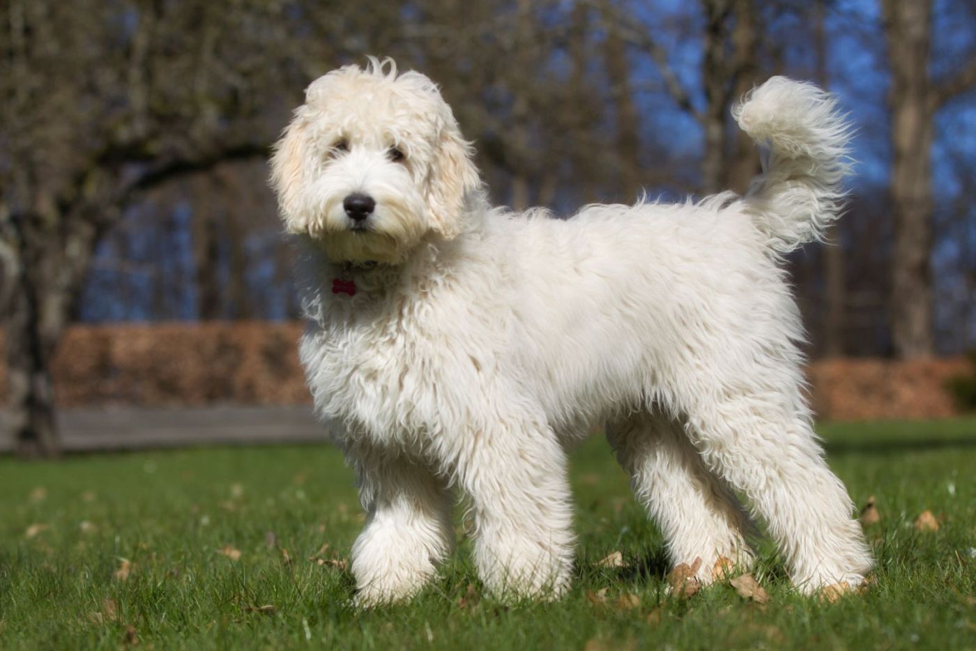 Labradoodle Alt om hunderacer zooplus magasin