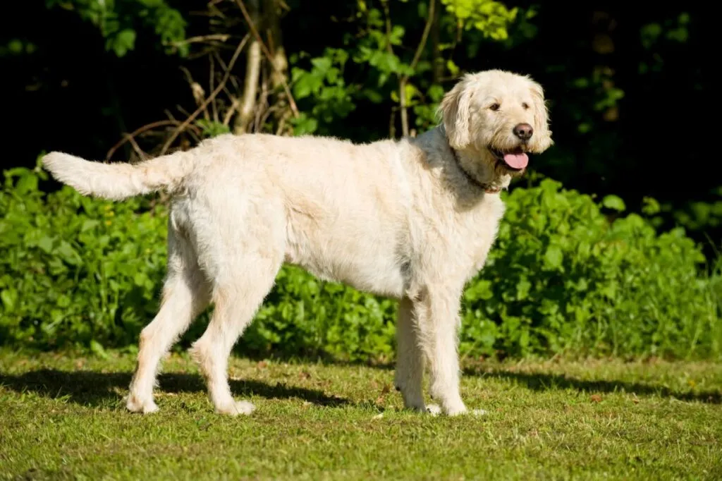 Labradoodle udenfor