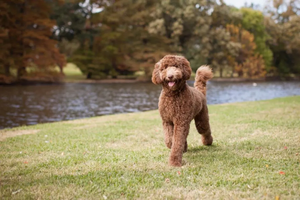 Brun Labradoodle udenfor
