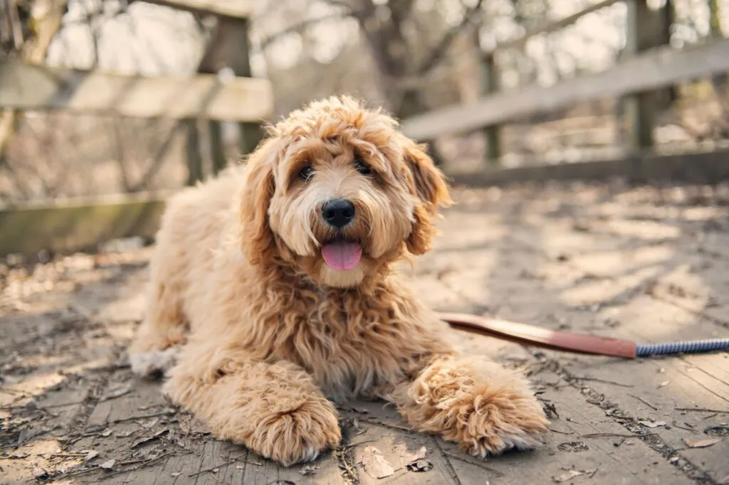 Goolden Labradoodle