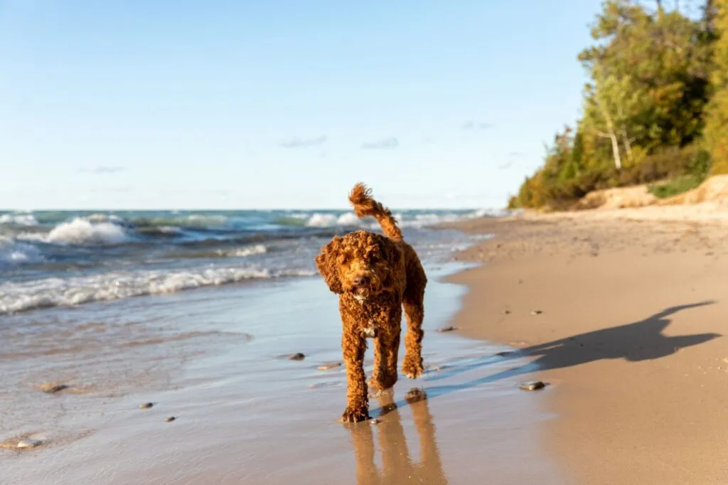 Australsk Labradoodle
