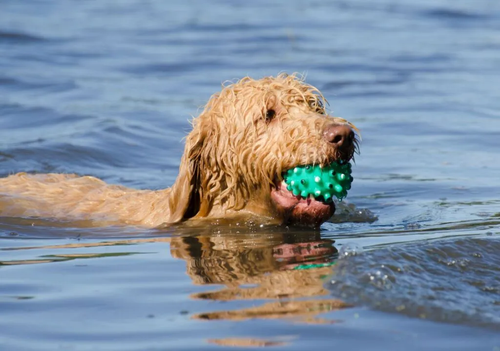 Labradoodle svømmer