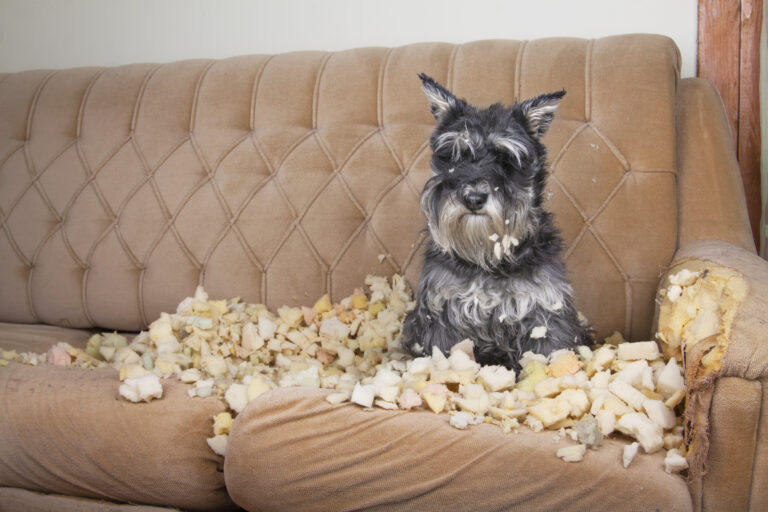 hund i ødelagt sofa