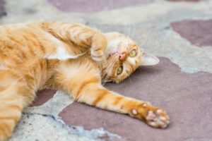 Katte i puberteten: Når katte bliver voksne