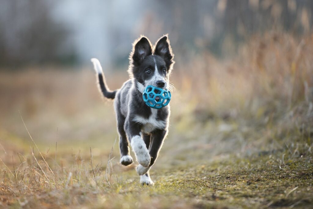 Hundehvalp på tur i naturen