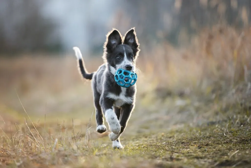 Hundehvalp på tur i naturen
