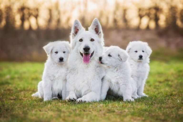 Hvid schweizisk hyrdehund med sine tre hvalpe Hvid schweizisk hyrdehund med hvalpe